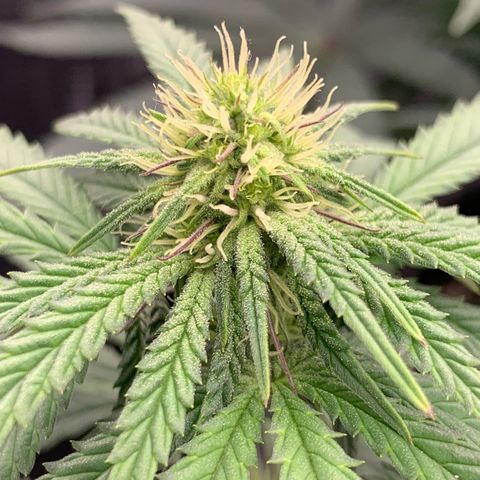 GC #1  growlog timeline photo