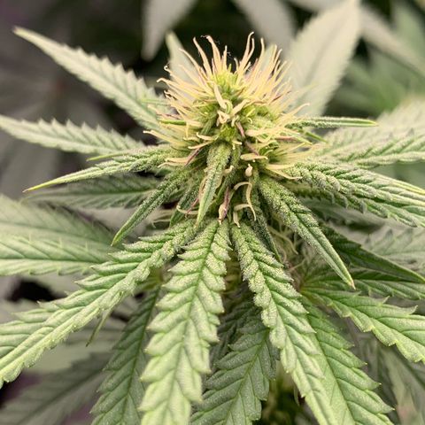GC #1  growlog timeline photo