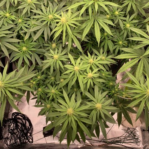 GC #1  growlog timeline photo