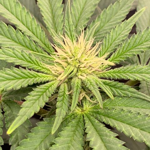 GC #2 growlog timeline photo