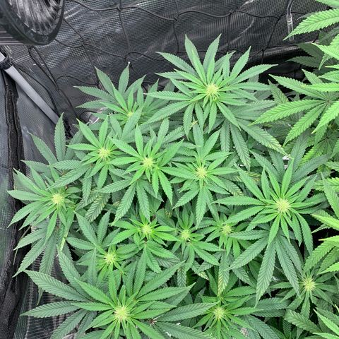 GC #2 growlog timeline photo