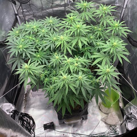 GC #2 growlog timeline photo
