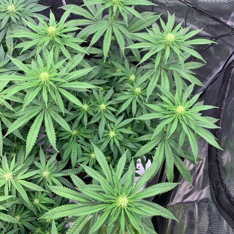 GC #3 growlog timeline photo