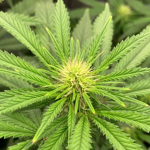 GC #3 growlog timeline photo