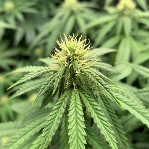 GC #1  growlog timeline photo