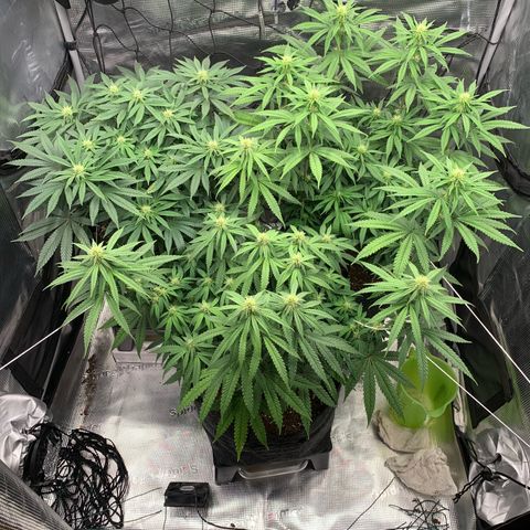 GC #1  growlog timeline photo