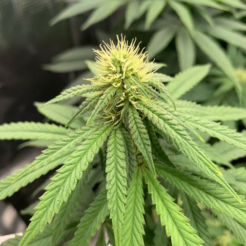 GC #1  growlog timeline photo
