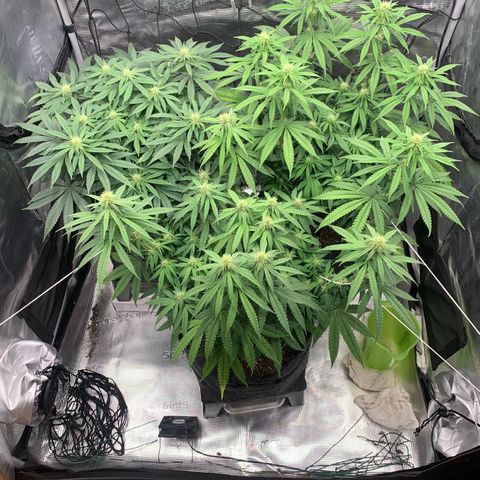 GC #1  growlog timeline photo