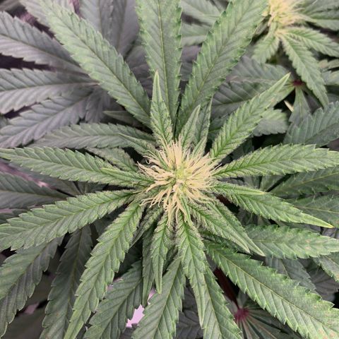 GC #2 growlog timeline photo