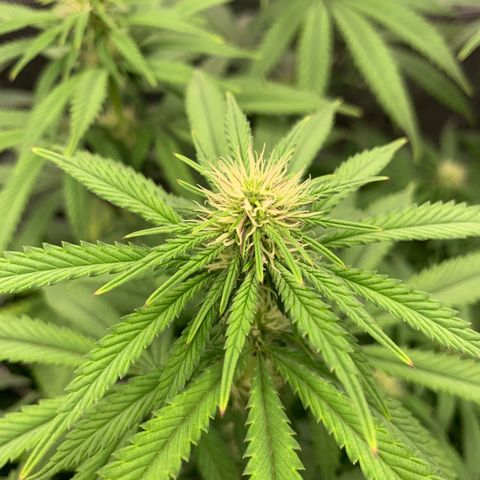 GC #3 growlog timeline photo