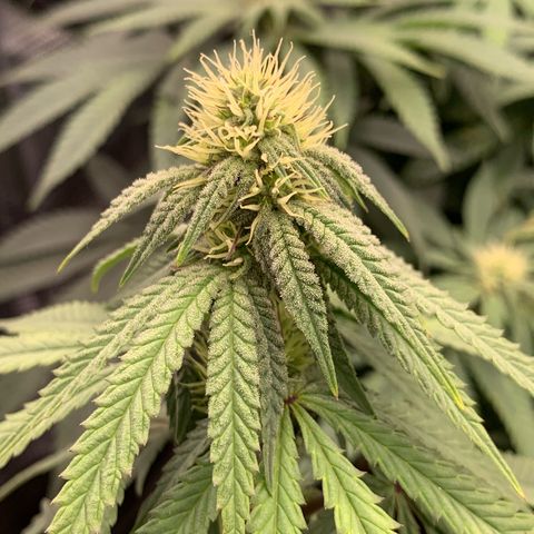 GC #1  growlog timeline photo