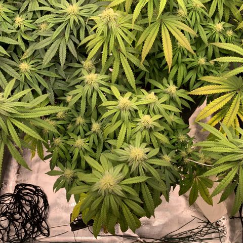GC #1  growlog timeline photo