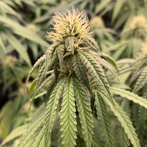 GC #1  growlog timeline photo