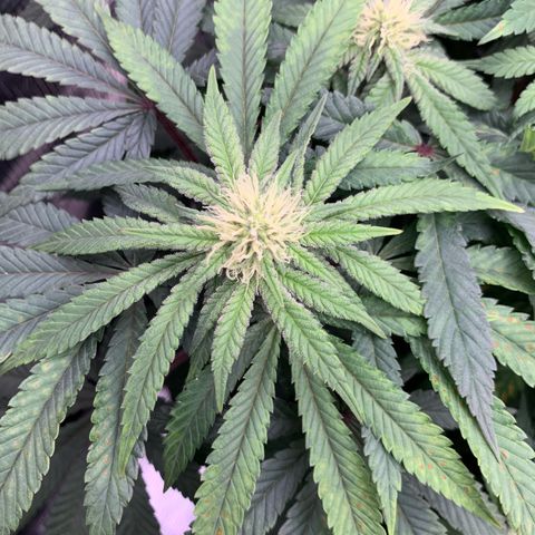 GC #2 growlog timeline photo
