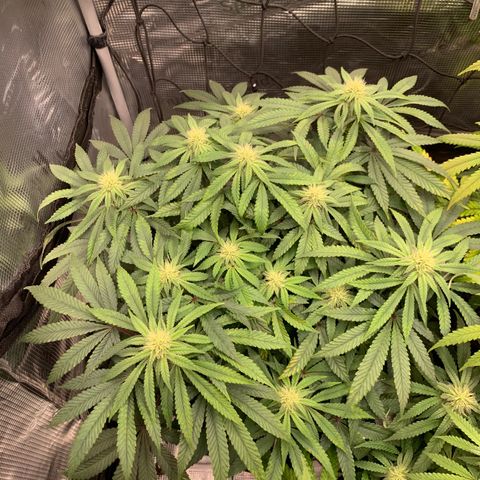 GC #2 growlog timeline photo