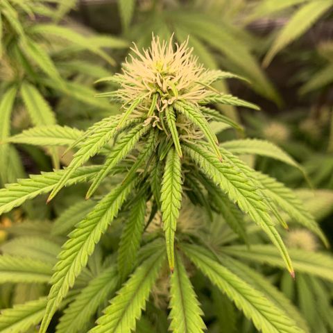 GC #3 growlog timeline photo