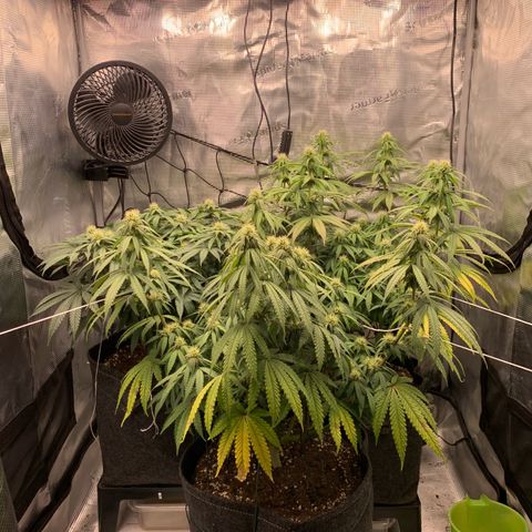 GC #3 growlog timeline photo