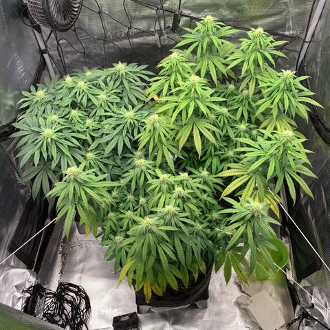 GC #3 growlog timeline photo