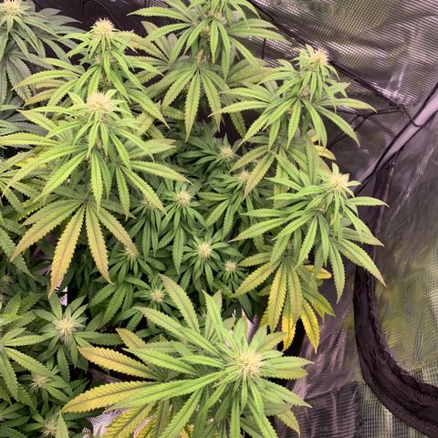 GC #3 growlog timeline photo