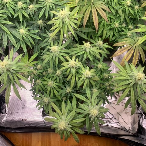 GC #1  growlog timeline photo