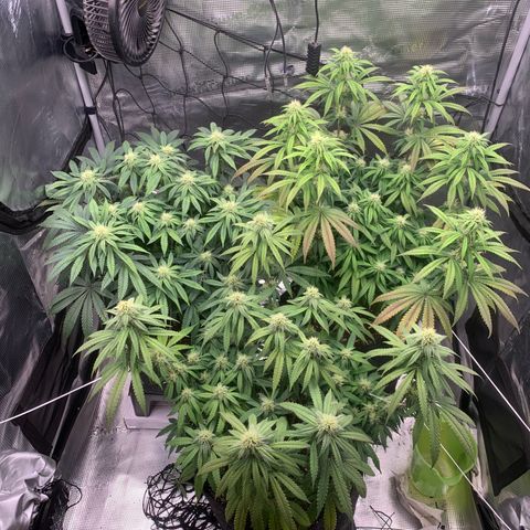 GC #1  growlog timeline photo