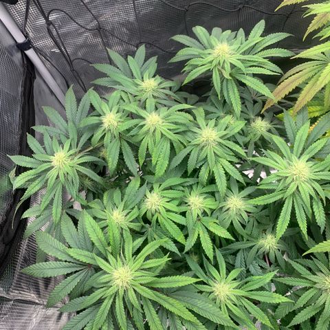 GC #2 growlog timeline photo