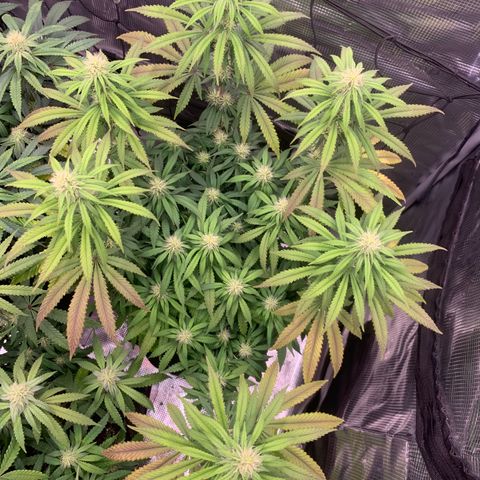 GC #3 growlog timeline photo