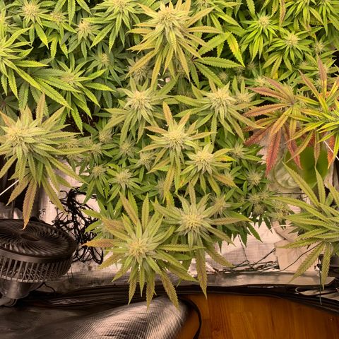 GC #1  growlog timeline photo