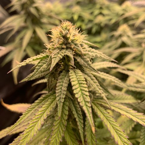 GC #1  growlog timeline photo