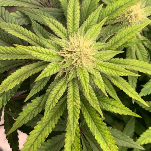 GC #2 growlog timeline photo