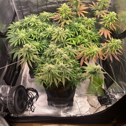 GC #3 growlog timeline photo