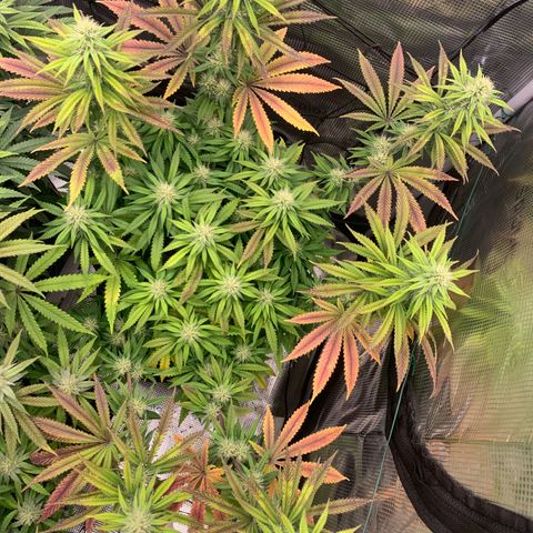 GC #3 growlog timeline photo