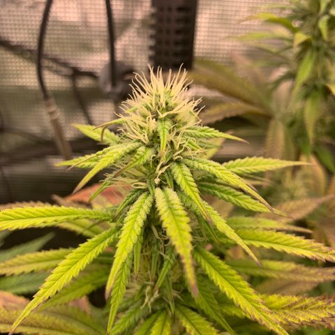 GC #3 growlog timeline photo