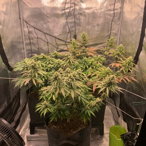 GC #3 growlog timeline photo