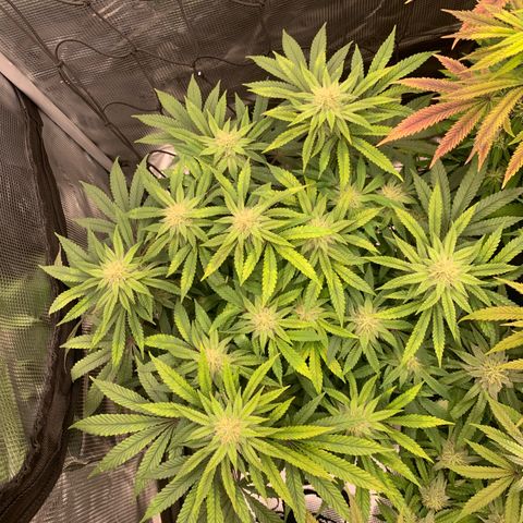 GC #2 growlog timeline photo