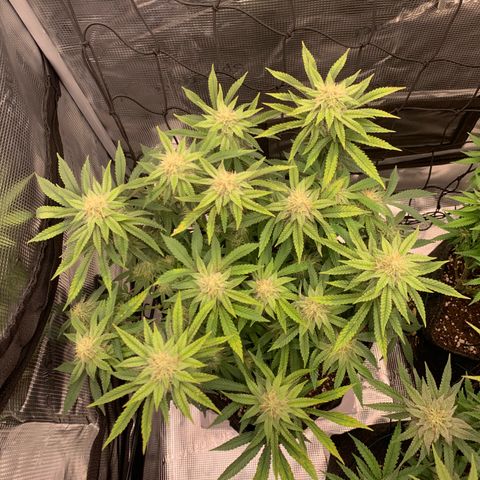 GC #2 growlog timeline photo