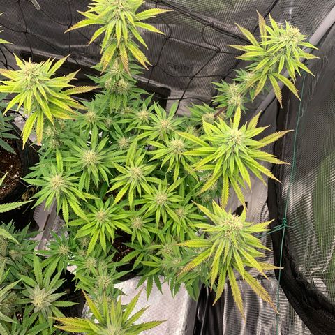 GC #3 growlog timeline photo