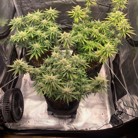 GC #3 growlog timeline photo