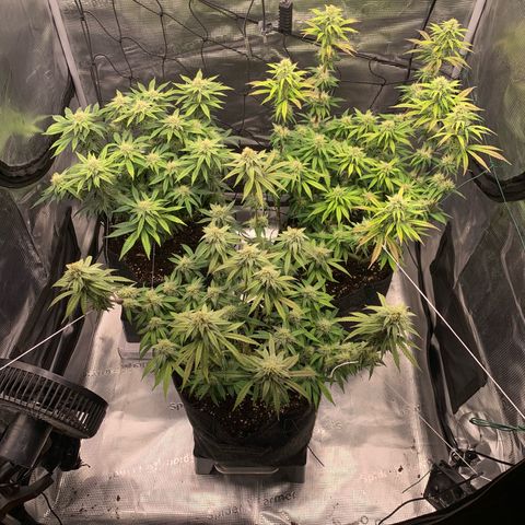 GC #1  growlog timeline photo