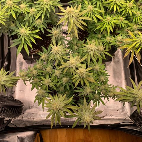 GC #1  growlog timeline photo