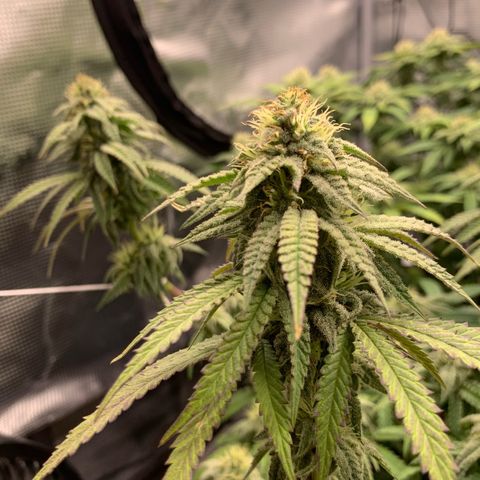 GC #1  growlog timeline photo