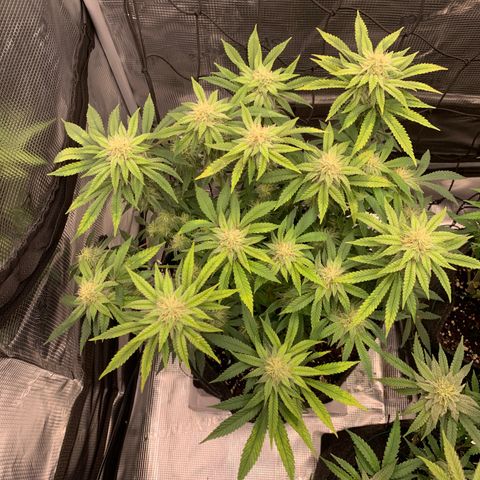 GC #2 growlog timeline photo
