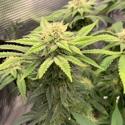 GC #2 growlog timeline photo