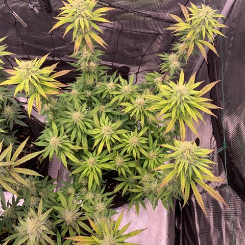 GC #3 growlog timeline photo