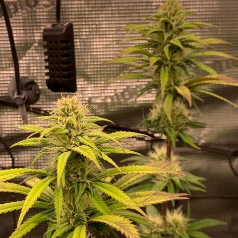 GC #3 growlog timeline photo