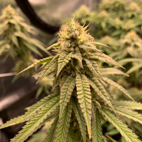 GC #1  growlog timeline photo