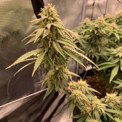 GC #1  growlog timeline photo