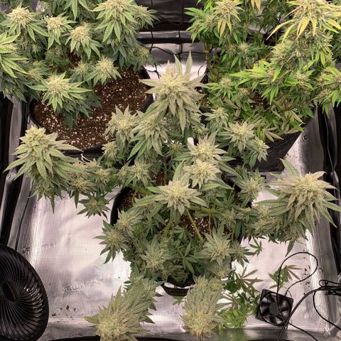 GC #1  growlog timeline photo