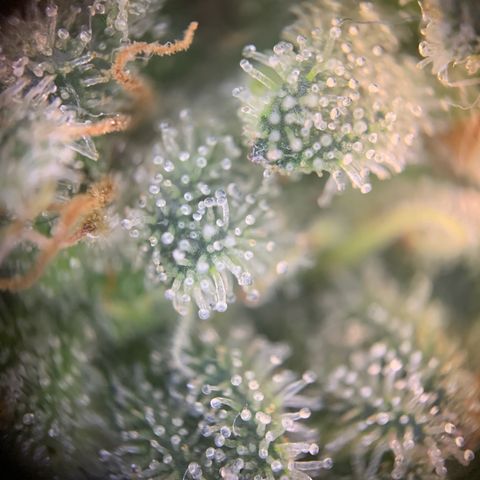GC #1  growlog timeline photo