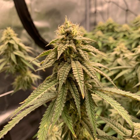 GC #1  growlog timeline photo